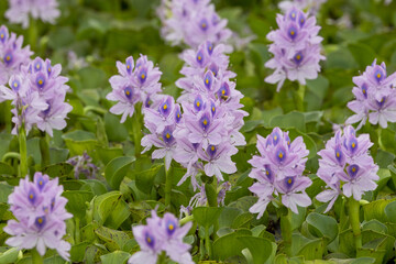 満開のホテイアオイの花