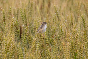 Obraz premium 麦の穂にとまるセッカ