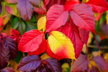 A close up of a red leaf with a yellow spot, autumn background or backdrop