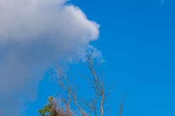 A tree with no leaves is standing in a blue sky