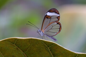 butterfly on leaf
