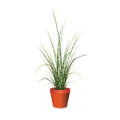 Unusual variety of Porcupine Grass - Miscanthus sinensis Strictus with variegated leaves in a plastic pot. Realistic vector drawing isolated on a white background.