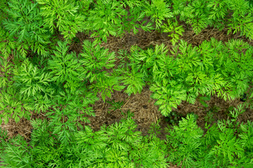 Carrot leaves on a bed close-up top view