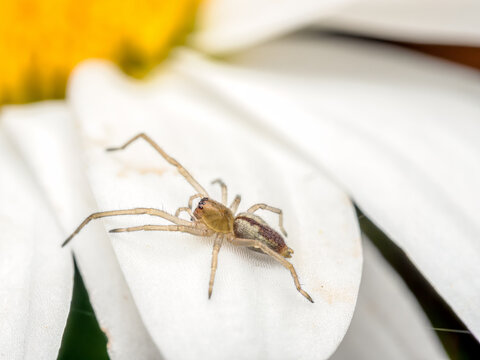 Yellow sac spider on white flower petals
