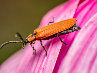 Common Red Soldier Beetle sitting on pink flower petals
