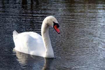 A graceful swan gliding on calm water. A peaceful and elegant moment in nature, reflecting the beauty and serenity of wildlife