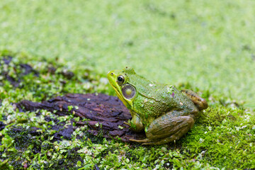 Green frog - Lithobates clamitans (Rana Clamitans) is native to eastern North America.