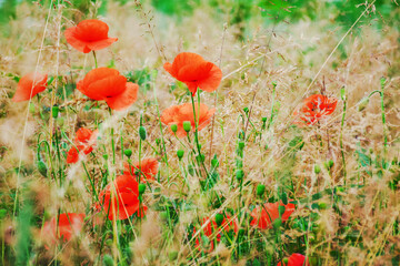 Obraz premium poppy flowers in tall grass. floral nature background in summer. closeup view