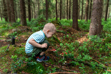 Young boy exploring forest floor while picking mushrooms on a nature adventure. Concept of outdoor...