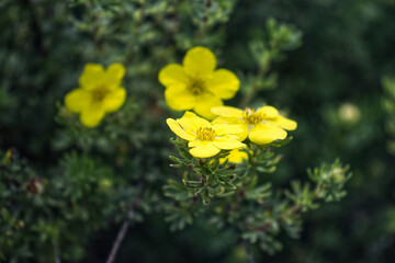 Close-up of a meadow plant with a yellow flower. Yellow flower, plant, wildflower, meadow, park. Yellow flower on a defocused green background. Summer, season, nature.