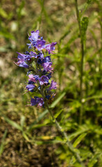 Purple flowers of a wild meadow plant. Flowers of a plant in a meadow. Meadow, wild plants, summer, season. Defocused green background
