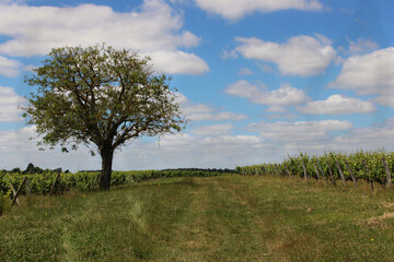 Un arbre à coté d'un chemin entouré de vignes