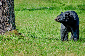 Female black bear in Cades Cove in the Great Smoky Mountains in Tennessee