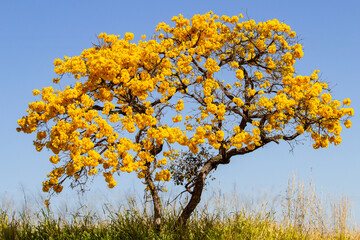 Um ipê amarelo florido no meio do pasto com céu azul ao fundo.  Handroanthus albus.