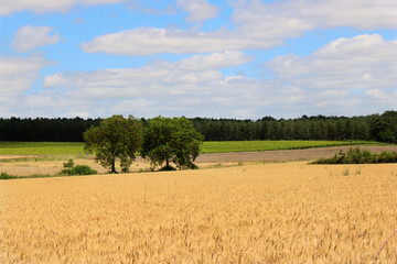Obraz premium Deux arbres au milieu d'un champs
