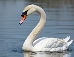 Fototapeta premium Graceful Swan in the Serene Pond