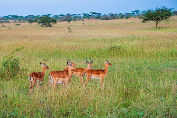 Impala Ram and His Harem of Ewes