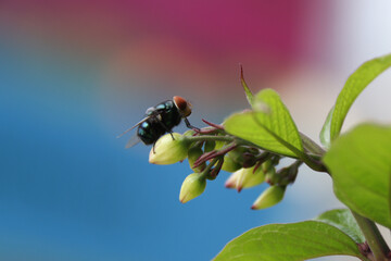 Detailed close-up of a black fly with a blue head resting on a green flower bud with a white center. Ideal for nature, insect, and macro photography projects. Captures the intricacy