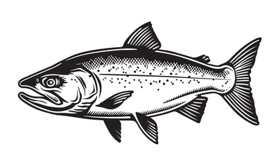 Sketch of fish Salmon. Hand drawn illustration. Vector. Isolated