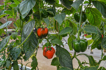 Capsicum grown in a weather controlled glasshouse