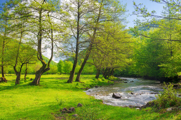 river winding through forested landscape of carpathian mountains in spring. grassy meadow on the shore. sunny weather. scenery with rapid water stream in morning light