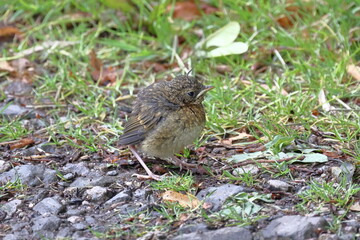 Baby Wren (Troglodytes Troglodytes). A close up image of a baby wren, as yet unable to fly, in Northern England.