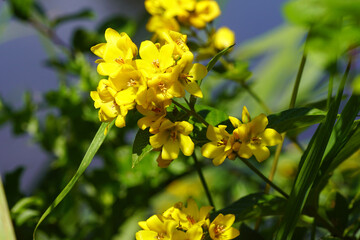 Flowers yellow loosestrife, garden loosestrife (Lysimachia vulgaris) at the pond edge. Water in the background. July, summer, Dutch garden.