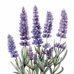 Naklejka premium bouquet of lavender