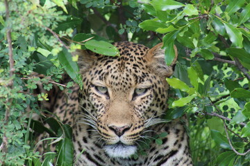 Leopard in the Leaves