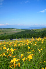 霧ヶ峰高原に咲くニッコウキスゲ