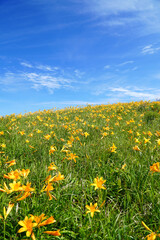 霧ヶ峰高原に咲くニッコウキスゲ