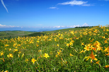 霧ヶ峰高原に咲くニッコウキスゲ