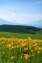 霧ヶ峰高原に咲くニッコウキスゲ