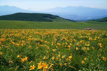 霧ヶ峰高原に咲くニッコウキスゲ
