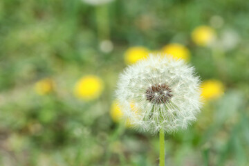 Fototapeta premium Beautiful white dandelion flower in green grass outdoors, closeup