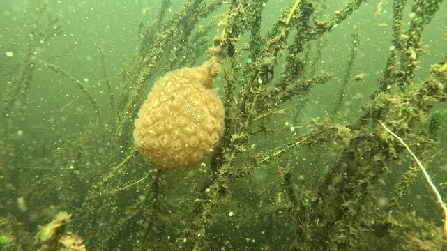 Pectinatella magnifica, also known as &ldquo;Pectinatelle,&rdquo; is a thermophilic freshwater bryozoan that inhabits stagnant or slow-flowing waters, forming massive, gelatinous, and viscous colonies called zoar