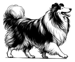 Hand drawn Cute Rough Collie dog in full-body, vector sketch isolated on white background.	