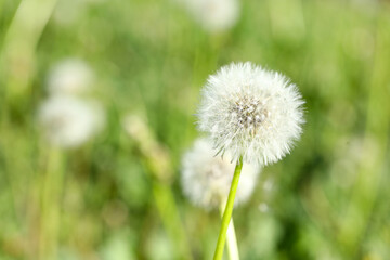 Dandelion flowers in green grass outdoors, closeup
