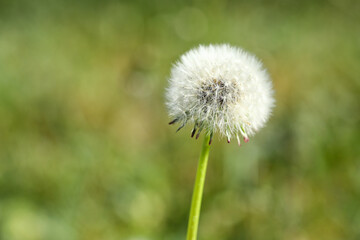 Dandelion flower in green grass outdoors, closeup