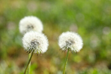 Beautiful white dandelion flowers in green grass outdoors, closeup