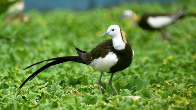 A Pheasant-tailed Jacana bird gracefully strolling around and feeding in a lake, showcasing its unique long toes and beautiful plumage amidst the tranquil wetland environment