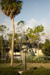Beautiful Peacock water fountain in park at sunset