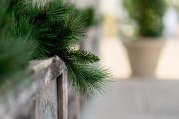 Long needle pine plant background with empty right side for copy space
