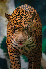 A close-up shot of a jaguar staring intently, showcasing its striking spots and intense gaze in a jungle habitat