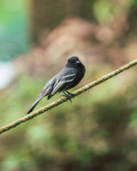 A black and white bird perched on a moss-covered rope in a forest environment