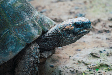 Obraz premium A close-up image of a tortoise showing detailed textures of its shell and head in a natural environment