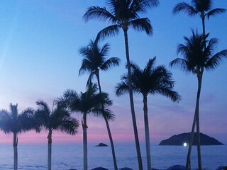 Naklejka premium palm trees at sunset