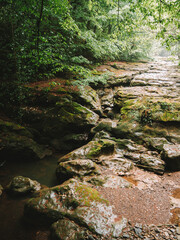 river into forest