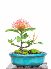 Small pink Ixora  tree, in a ceramic pot on a white background.
