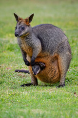 Swamp wallaby (Wallabia bicolor)
